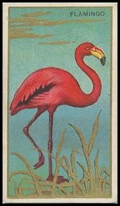 T42 14 Flamingo.jpg